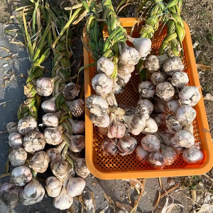 1 Pound Garlic for Planting in Fall Mix Random Softneck Hardneck, 8-10 Assorted Garlic Bulbs for Planting, Fresh and High Yield Bulb Variety Pack, Hardy and Fast Growing