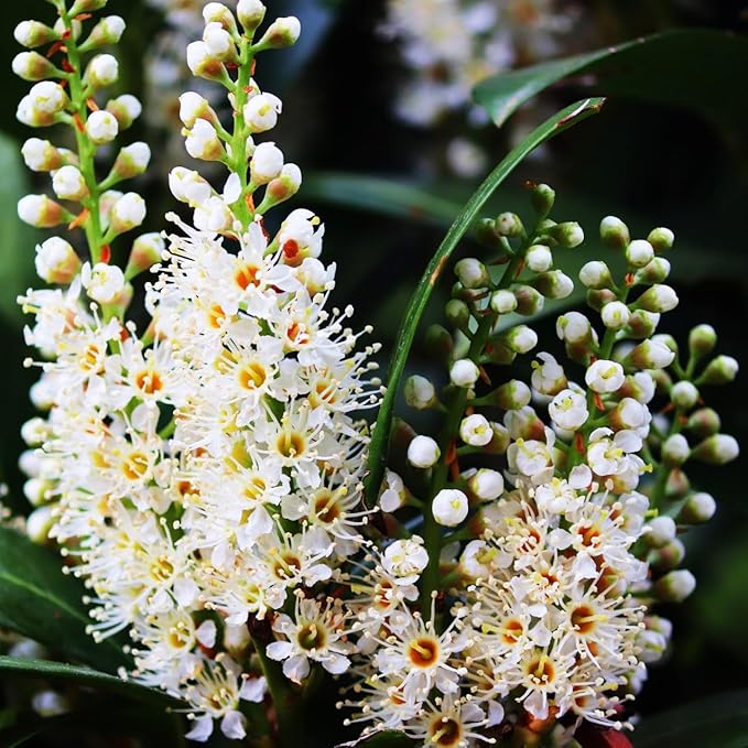 Mediterranean Bay Leaf, Bay Laurel Live Plant. Standard Variety - Laurus Nobilis. Live Plant. Fragrant, Fresh, Edible. Best for Ground Planting Outdoor. (4 Bay Laurel Plants in Cup)