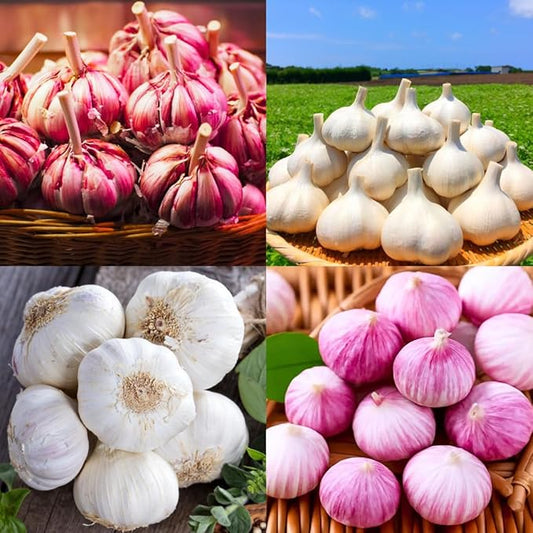 1 Pound Garlic for Planting in Fall Hardneck Softneck, 8-10 Top Size Garlic Bulbs for Planting, Fresh and High Yield Bulb Variety Pack, Hardy and Fast Growing (Random Mix)