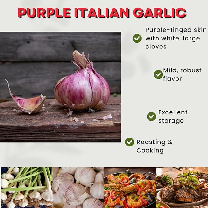 1 Pound Garlic for Planting in Fall Hardneck, 8-10 Purple Garlic Bulbs for Planting, Fresh and High Yield Bulb Variety Pack, Hardy and Fast Growing