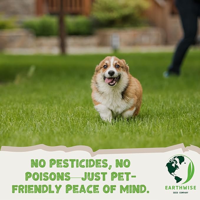 Earthwise Low Grow Alternative Lawn Mix - No Mow - 5lb - Covers 2000sq. ft. (Bare) / 5000sq. ft. (overseed)