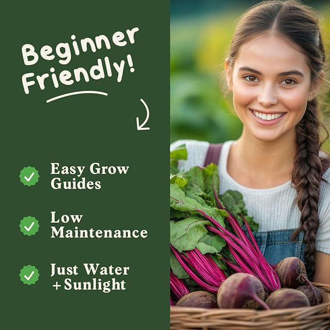 Seedboy Organic Beets Seeds for Planting Indoor and Outdoor, Non-GMO and USDA Certified Vegetable Seed Packet for Hydroponic Garden Indoor or Planting Outdoors (Detroit Dark Red Beets)