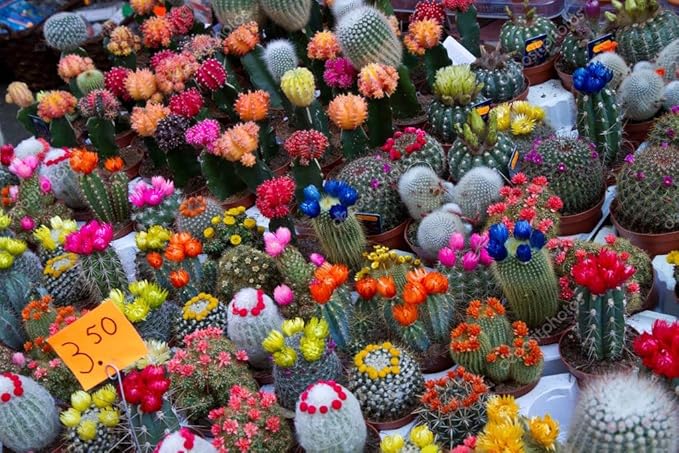 25+ Seeds Cactus Rare Succulents Cacti - Flower Mix