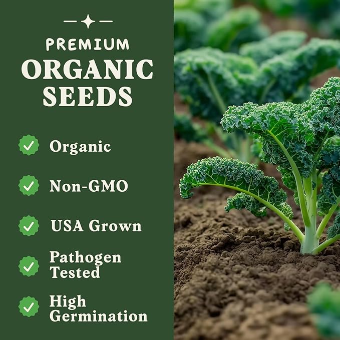 Seedboy Organic Kale Seeds for Planting Indoor and Outdoor, Non-GMO and USDA Certified Vegetable Seed Packet for Hydroponic Garden Indoor or Planting Outdoors (Blue Curled Scotch Kale)