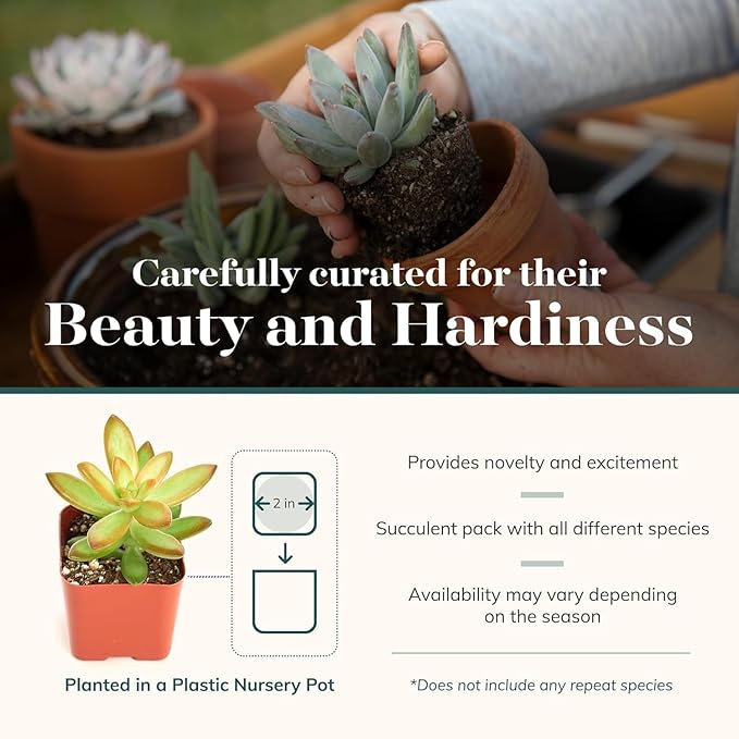 Shop Succulents Collectors Succulent Plant Pack Collection - Live Mini Succulent Plants, Low Maintenance, Colors & Textures - Wedding and Party Favors, Gift & Garden, Pack of 64