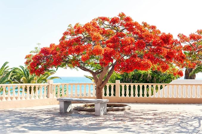 25 Seeds Delonix regia - Royal Poinciana Flamboyant Flame Tree