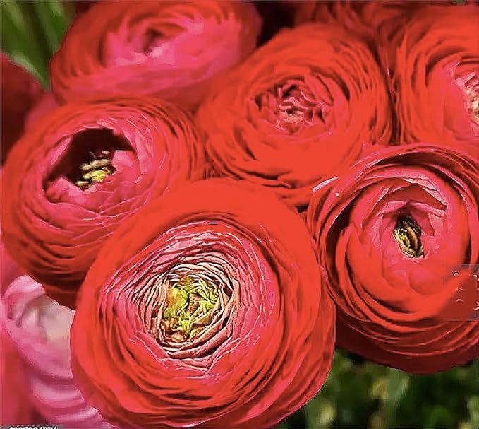 French Peony Mixed Ranunculus - 12 Largest Size Corms, Premium Ranunculus Bulbs, Vibrant Multicolor Blooms, Ideal for Garden Beds, Perfect for Spring Planting, Stunning Peony-Like Flowers