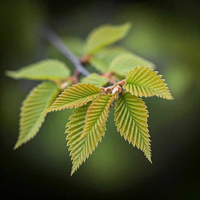 Tree Grow Kit | Easy to use | Educational | Memorial Gift | Plant It for The Planet | Grow Your Own Tree |Wide Selection to Choose from (Elm)