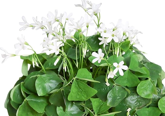 Easy to Grow Oxalis Regnellii Lucky Shamrock 20 Plant Bulbs - Green Foliage & White Flowers in Spring to Summer, Containers Indoor Outdoor Zones 6-10