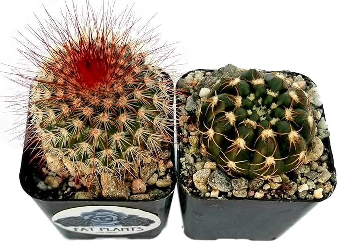Fatplants Mini Cactus Plants Live Plants (4 Pack), Cactus Plant Indoor Live Plants, Cacti Plants Live Cactus Decor, Succulents Plants Live Houseplants, Mini Cactus Gifts in Cactus Soil Potting Mix