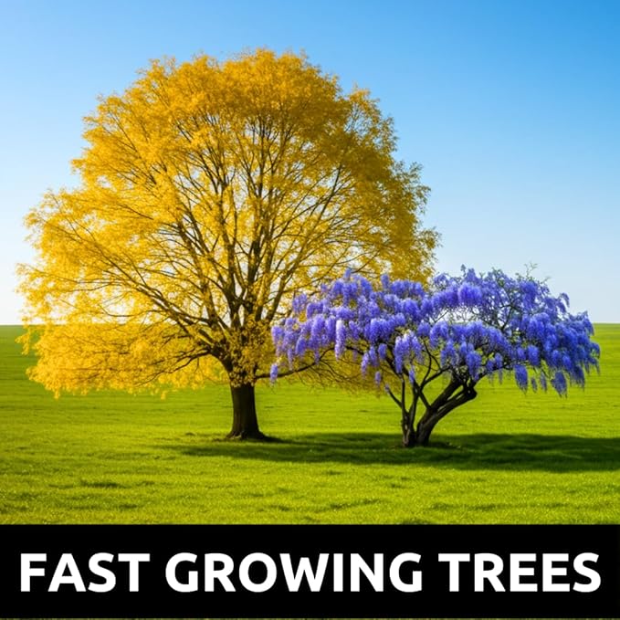 Alexa's Elegant Weeping Duo - 4 Live Trees to Plant - 2 Stunning Live Potted Blue Chinese Wisteria Seedlings - 2 Gold Weeping Willow Cuttings to Grow - Make Your Yard Stand Out