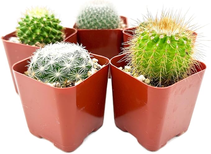 Sprout N Green Live Cactus Plants, 5 Pack Assorted Real Cacti Potted in 2" Starter Pot with Soil Mix, Rare Small Indoor House Plants for Home Garden Wedding Decor Party Favor