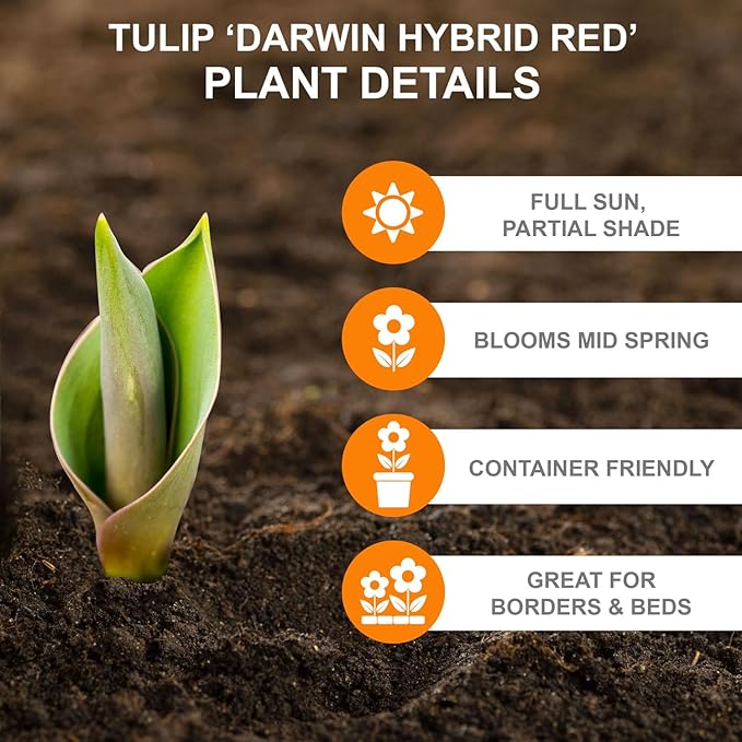 Garden State Bulb Darwin Hybrid Red Impression Tulip Bulbs, 12/+ cm, Fall Planting (Bag of 50)