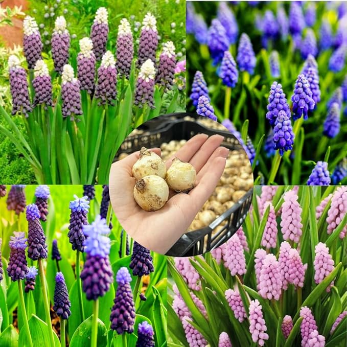 50 Days Blooms Mixed Flower Bulbs, Earliest Spring Blooms, Vibrant Colorful, Cold Hardy, Top Size Bulb for Easy Care, Flowerbeds