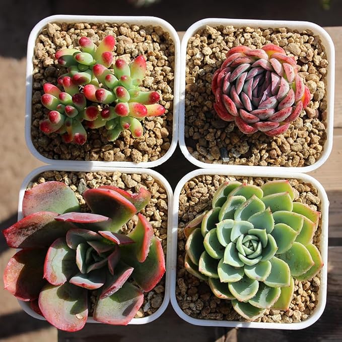 BangQiao 40 Pack 3.65 Inch White Plastic Square Nursery Seedlings Pot for Succulent, Cutting, Transplanting