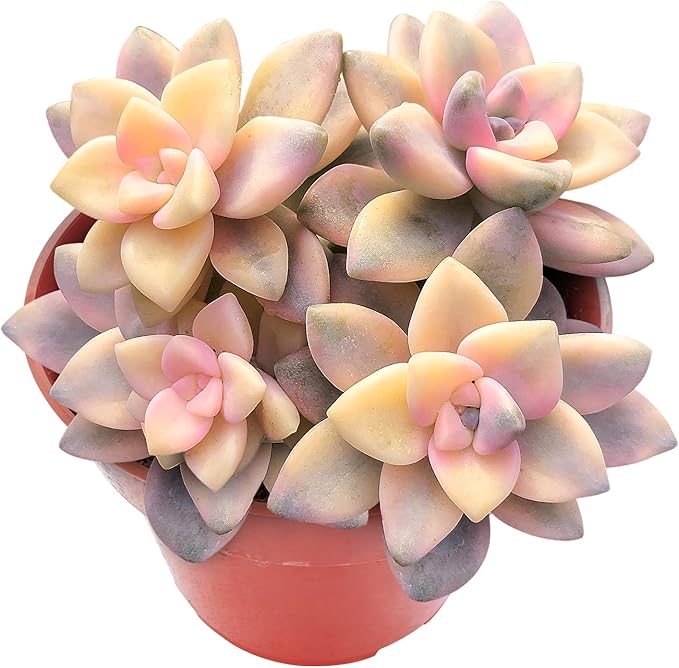 Sprout N Green Pachyphytum 'Apricot Beauty', Rare Live Succulent Plant Fully Rooted in 4" Planter with Soil, Home Office Indoor Outdoor Wedding Decoration DIY Projects Party Favor