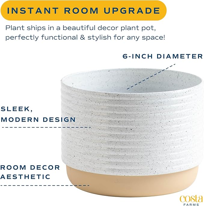 Costa Farms Live Sago Palm, Easy to Grow Live Indoor Plant, Houseplant in Plant Pot, Home and Room Decor, 1 Foot Tall