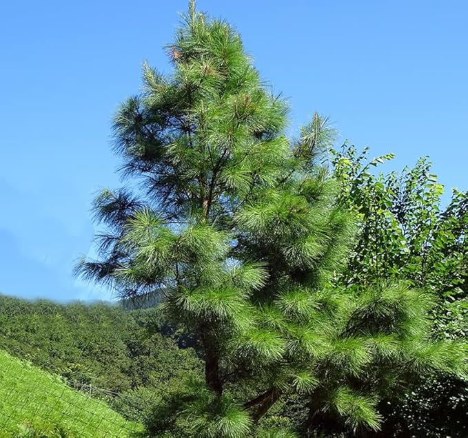 Cedar, Dogwood, Pine, Redwood, Spruce, Tree Seed by MySeeds.Co, You Choose The Color n Quantity (1 Pack, Frankincense Pine - Big Pack)