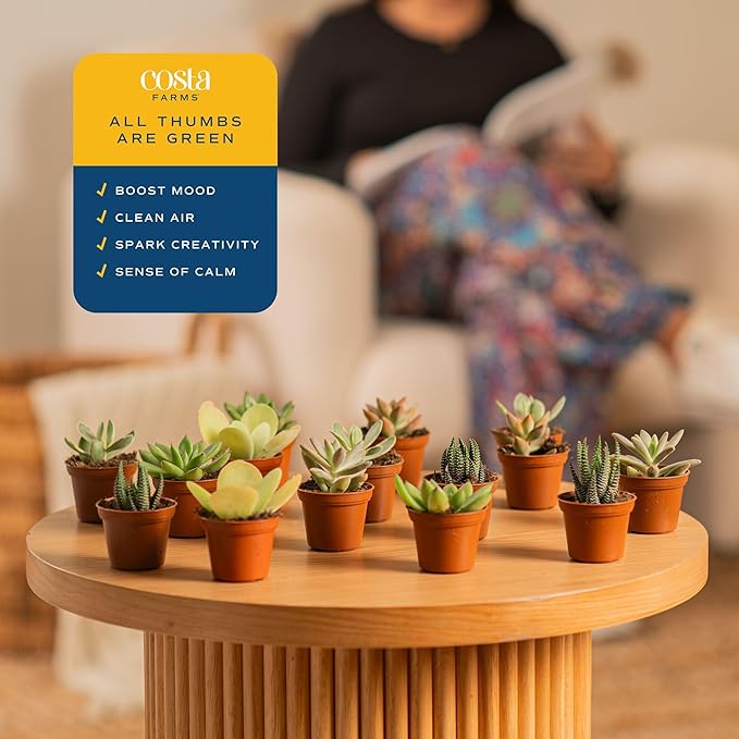 Costa Farms Live Succulent Plants (12-Pack), Mini Succulent Assortment Potted in Nursery Plant Pots, Grower's Choice Indoor Houseplants, Bulk Gift for Baby Shower, Wedding, Party, 2-Inches Tall