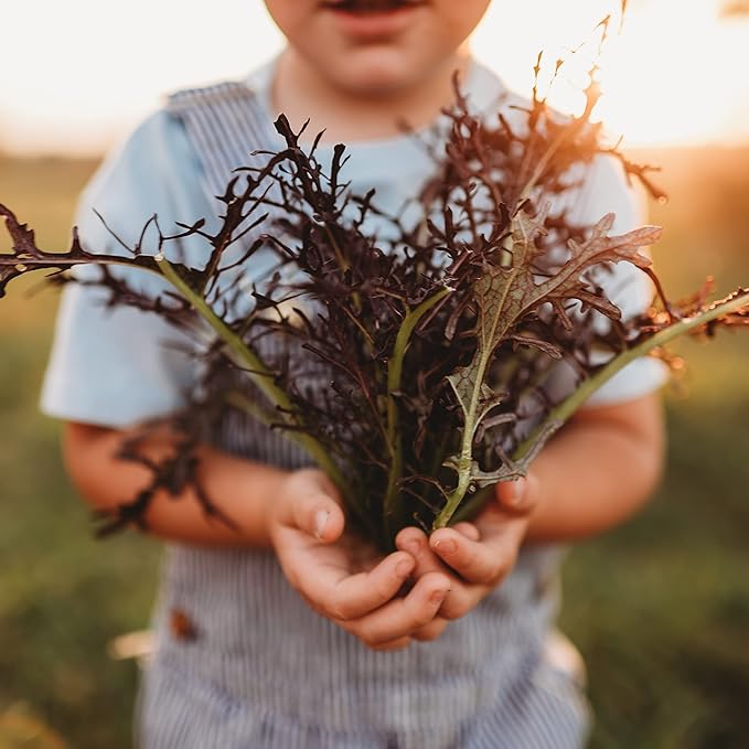 Red Mizuna - 500 Seeds - Heirloom & Open-Pollinated Variety, Non-GMO Vegetable Seeds for Planting, Grow Your Own Mustard Greens Indoors/Outdoors in Containers or The Garden, Thresh Seed Company