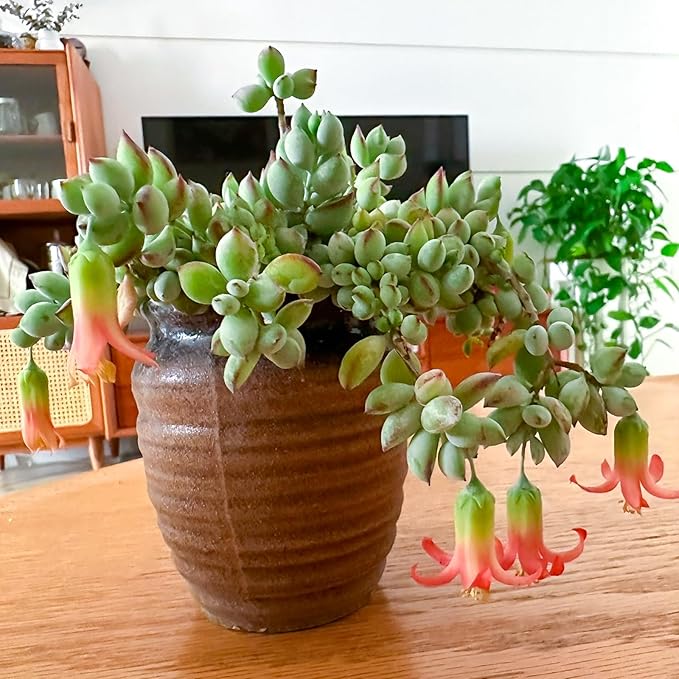 4" Cotyledon Pendens, Live Succulent Fully Rooted in Pots with Soil Mix, Rare House Plant for Home Office Wedding Indoor Outdoor Decoration, DIY Projects, Party Favor