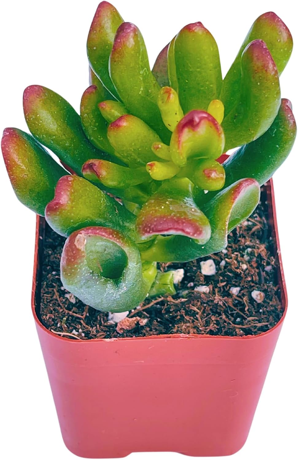 Succulents Plants Live 2" Crassula Ogre Ear, Live Mini Succulent Plants, Easy Care House Plants Rooted in Succulent Soil Mix, by The Succulent Cult