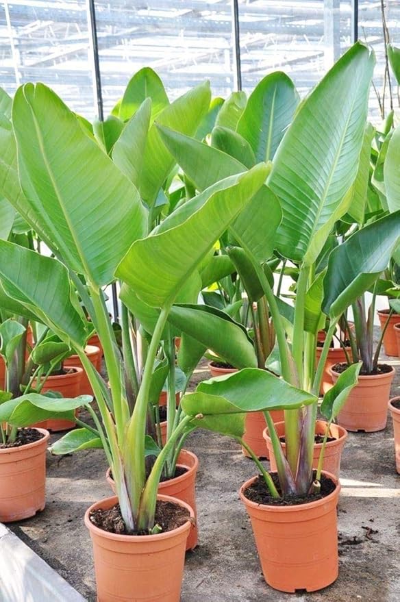 Seeds Ornamental Banana Tree Indoor Dwarf Perennial Flowers Non GMO