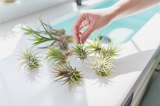 Large Xerographica Air Plants 5 to 7 Inch Wide - Air Plants Live Tillandsia Succulent House Plants Holders - Available in Wholesale/Bulk - Home and Garden Decor - Easy Care Indoor/Outdoor Plants(1 PC)