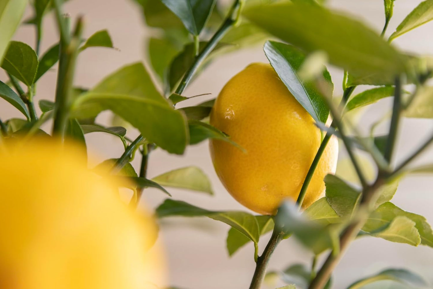 Meyer Lemon Tree Gift, Live Fruit Plant, Easy Care, Low Maintenance, Juicy Lemons, Unique Housewarming Gift, by The Magnolia Company, 1-2 Feet Tall, No Ship to CA, TX, AZ, LA, AL