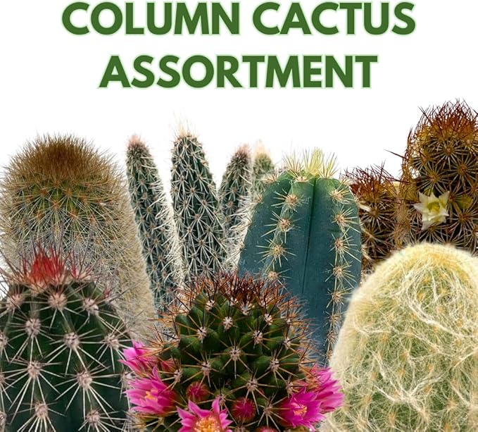 BubbleBlooms Column Cactus Assortment, 4 inch Set of 3, Silver Torch, Blue Column, Yellow, Old Man Fuzzy, Variety Cacti