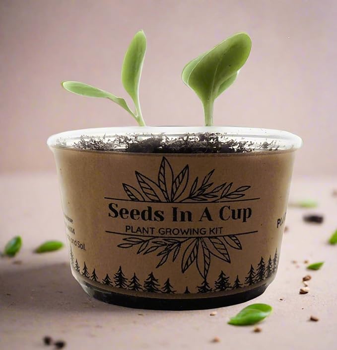 Hazelnut Tree | Seed Starter Grow Kit | Seeds In A Cup®