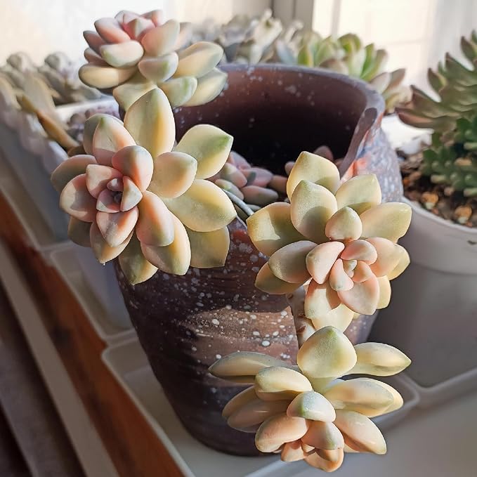Sprout N Green Pachyphytum 'Apricot Beauty', Rare Live Succulent Plant Fully Rooted in 4" Planter with Soil, Home Office Indoor Outdoor Wedding Decoration DIY Projects Party Favor