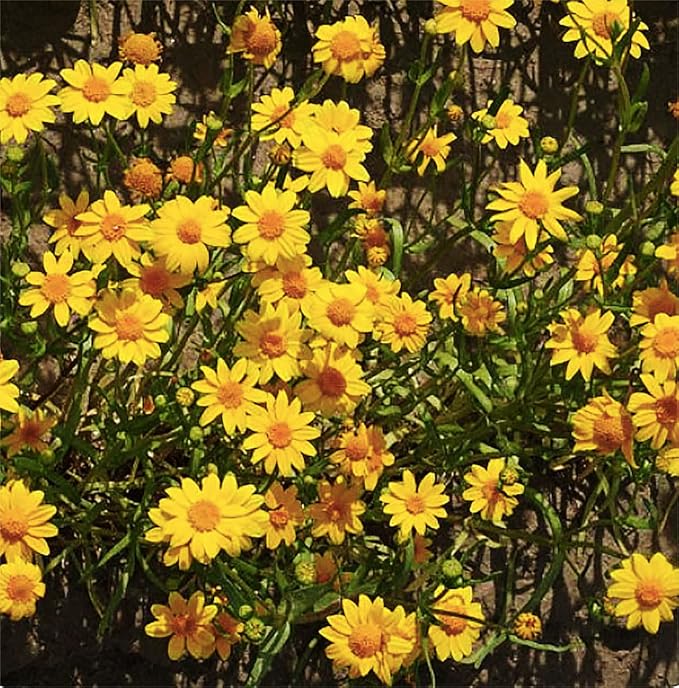 23,000 Goldfields Seeds - Carpet of Low Growing Yellow Daisy Type of Wildflower for Sandy and Dry Clay Soils