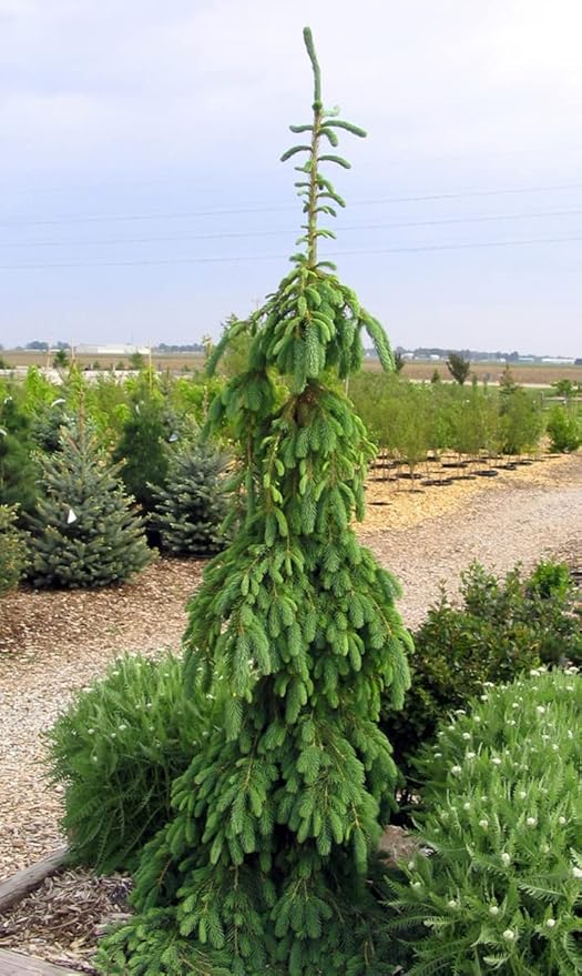 Weeping White Spruce Tree - Picea glauca Pendula - 5.5" Pot
