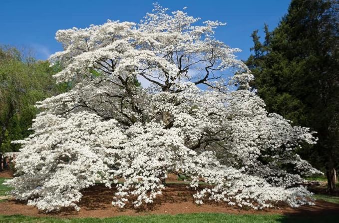 White Flowering Dogwood Tree - Huge 4 Inch Flowers - 2 to 3 Foot Live Plant