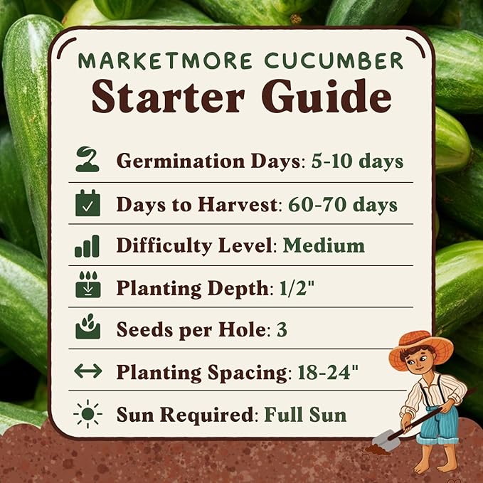Seedboy Organic Cucumber Seeds for Planting Indoor and Outdoor, Non-GMO and USDA Certified Vegetable Seed Packet for Hydroponic Garden Indoor or Planting Outdoors (Marketmore Cucumber)