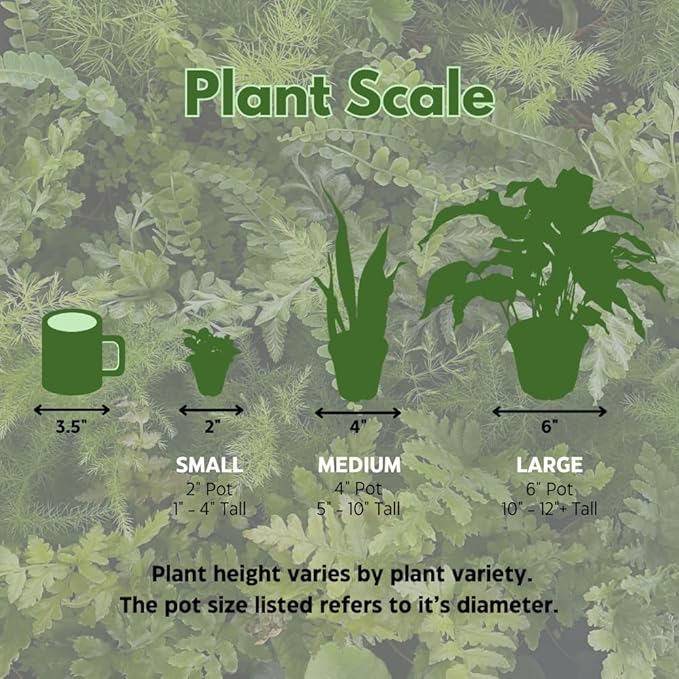 BubbleBlooms Column Cactus Assortment, 4 inch Set of 3, Silver Torch, Blue Column, Yellow, Old Man Fuzzy, Variety Cacti