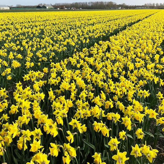 Wholesale Yellow Daffodil Flower Bulbs - 500+ Bulbs per Pack - Deer Resistant - Good as Cut Flowers - Good for Indoor Forcing - Naturalizing - Perennializing - Easy to Grow Live Plants