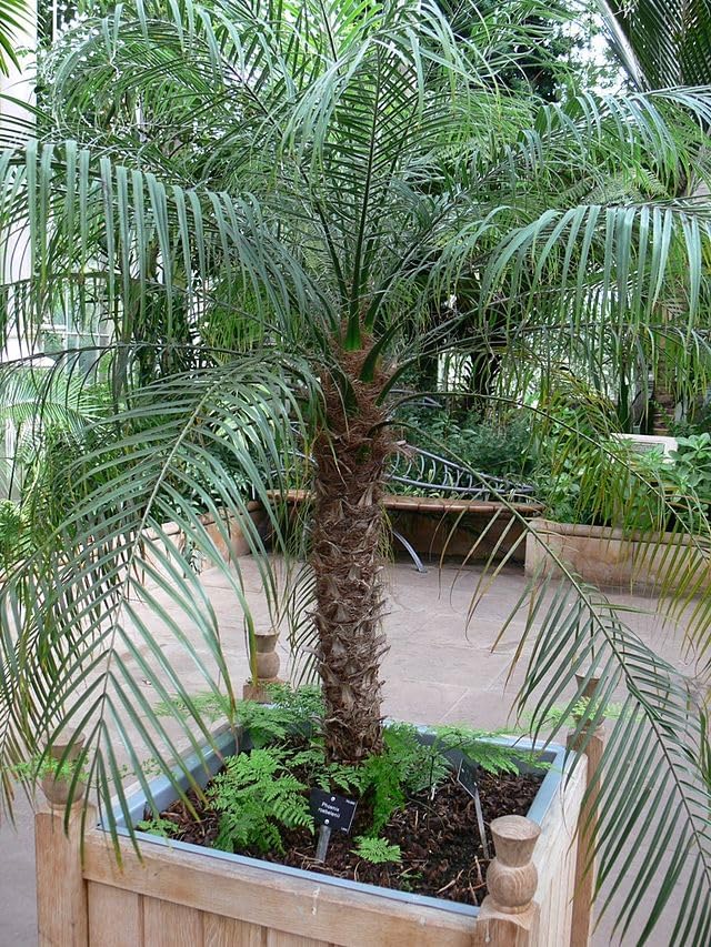 Dwarf Date Palm Seeds – Slow-Growing Perennial Palm (Phoenix roebelenii) | Indoor/Outdoor Ornamental, Non-GMO, Tropical Landscape Plant