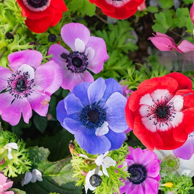 Lieutenant Anemone Flowers โ 30 Bulbs | Vibrant Pink, Red, Blue, Purple & White Spring Blooms | Ideal for Cut Flowers, Garden Beds & Containers โ Pollinator Friendly | Zones 3โ10