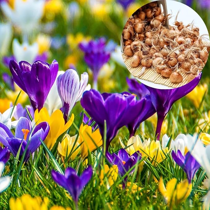 50 Days Blooms Mixed Flower Bulbs, Earliest Spring Blooms, Vibrant Colorful, Cold Hardy, Top Size Bulb for Easy Care, Flowerbeds