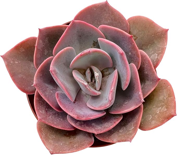 Sprout N Green Live Echeveria 'Dusty Rose', 1 Pack Rare Mini Succulent Plant Fully Rooted in 4" Pot, Real House Plant for Indoor Outdoor Home Office Wedding Decoration Party Favor