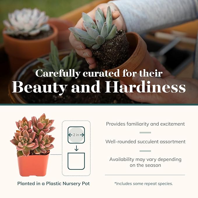 Shop Succulents Endless Summer Succulent Pack Collection - Live Mini Succulent Plants, Low Maintenance, Colors & Textures - Wedding and Party Favors, Gift & Garden, Pack of 6