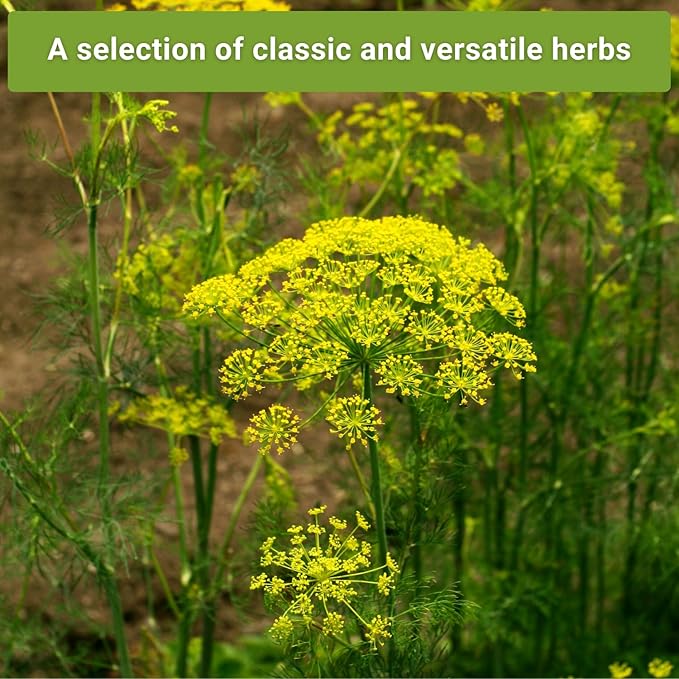 Sow Right Seeds - Large Herb Garden Seed Collection for Planting - Basil, Chives, Parsley, Lavender, Oregano, Dill, Lemon Balm, Chamomile & Thyme - Non GMO Heirloom - Plant Outdoors or Indoors