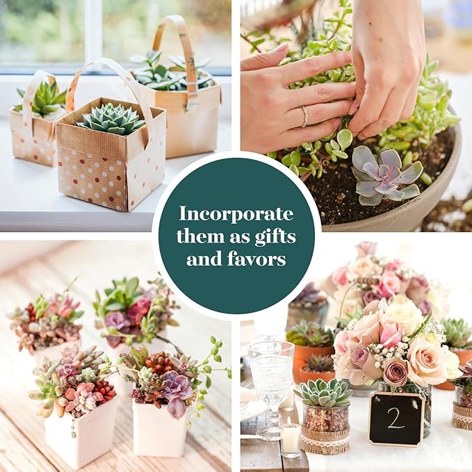 Shop Succulents Mini Succulent Plant Pack Collection - Live 2" Succulent Plants, Low Maintenance, Beautiful Colors & Textures - Wedding and Party Favors, Gift & Garden, Pack of 12