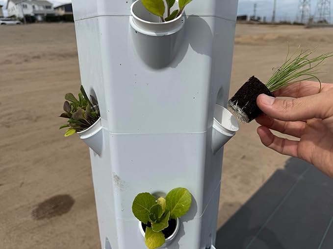 Herb Seedlings: Ready-to-Plant Seedlings, Starts, Plugs, Garden-Ready, Live Plants, Transplants, Pre-sprouted, for Soil & Hydroponic Gardens (Medium (36 seedlings))