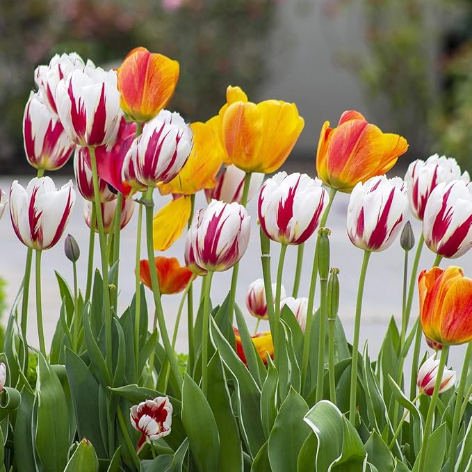 Mixed Sorbet Tulips โ 8 Bulbs | Pink, Red & White Perennial Flowers - Spring Blooming | Easy-to-Grow Rembrandt Tulips for Rock Gardens, Borders & Containers โ Zones 3โ8 | Butterfly & Bee Attracting