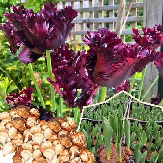 10 Tulip Bulbs for Fall Planting Bulk, Tulip Bulb, Perennial Flower Bulbs for Garden Growing, Tulip Bulbs Bulk (Black Parrot)