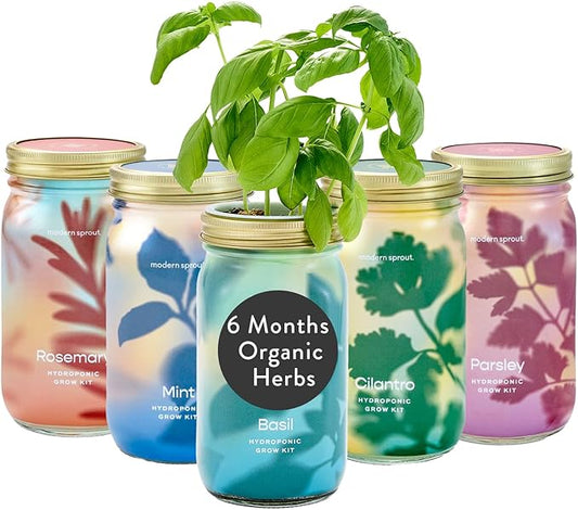Modern Sprout New & Improved Mason Jar Grow Set, Indoor Herb Garden, Seed Starter Set, Organic Seeds, Hydroponic Growing (Basil + Mint + Parsley + Cilantro + Rosemary)