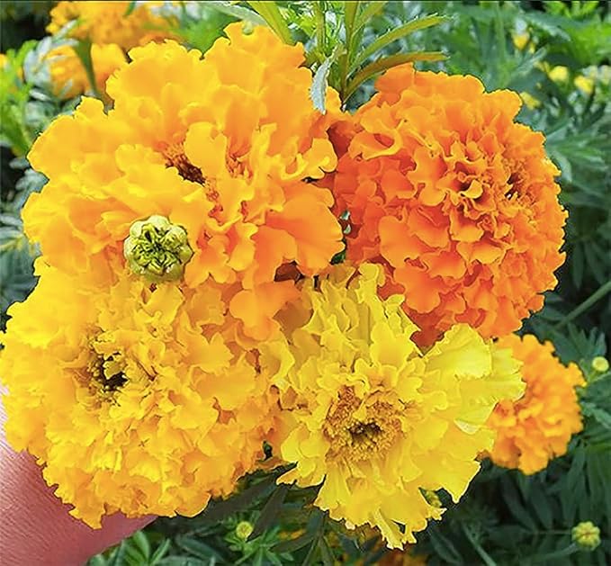 850 African Marigold Hawaii Seeds - Good Addition to Vegetable Gardens - Marde Ross & Company